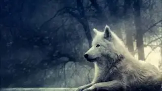 When Nothing Remains - The Scars of the wolf