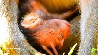 Newborn baby Delena looking so weak, Because of mom DeeDee not enough milk for baby