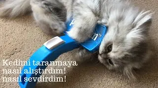 Kedimi taranmaya nasıl alıştırdım, taranmayı nasıl sevdirdim!