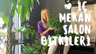 İç Mekan Salon Bitkileri | Bitkilerim ve Anlamları