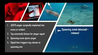 Acoustic detecting ARGOS Pop-Up Satellite Tags (PSAT)