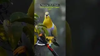 Relaxing CALM Music Southeast Asian Yellow-footed Green Pigeon