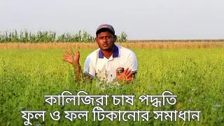 কালিজিরা ফুল-ফল টিকানোর সমাধান ও ফলন বৃদ্ধি করার উপায়।