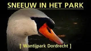 Dordrecht - Sneeuw in het Wantijpark - Vilin Local