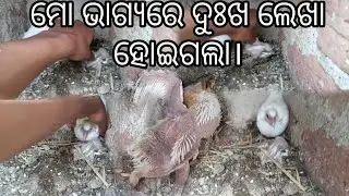 ମୋ ଭାଗ୍ୟରେ ଦୁଃଖ ଲେଖା ହୋଇଗଲା। #odiavolg 