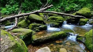 Hidden Forest Stream with Gentle Waterfall Sounds | Deep Sleep & Calm