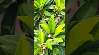 Sobada plant (Sapodilla or Chikoo)#fruittree #ytshorts #youtubeshort #like #subscribe