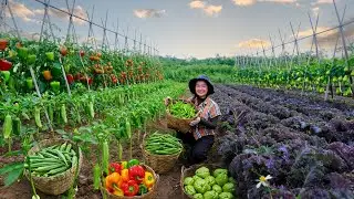 Harvest Farm Produce: Chili, Okra, Bell Pepper, Tomato, Kale – Sell At The Market – Cook With Them