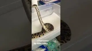 Beautiful curious 🧐 ball python looking 👀 around. #ballpython #reptiles #pythonregius #snake