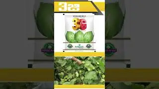 #3G COTTON SEEDS