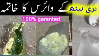 kabutar ki hari or sabz beat ka ilaj ( kabutar ki hari or sabz beat ka ilaj @wkpetvlogger ) #pigeons