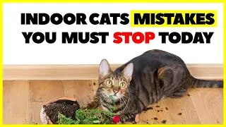 Indoor cat owners mistakes that are killing your cat happiness