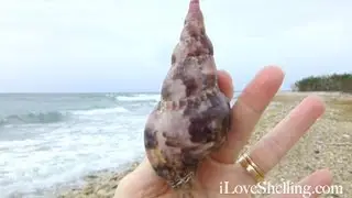 Collecting Seashells Guantanamo Bay Cuba