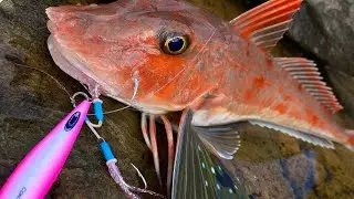 Shore jigging - FISH ON! #shorejigging #landbasedjigging #nzfishing