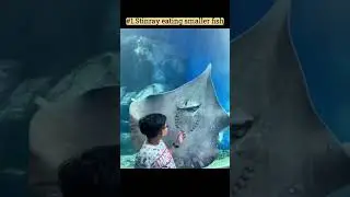 Rare clips found on internet #ocean #shorts #shortvideo