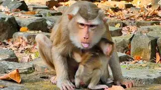 What Happens When a Nursing Mom Loy and Pregnancy Libby  Monkey Eats the Wrong Food?
