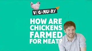 How are chickens farmed for meat? | The Veganuary Challenge