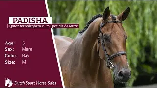 03. Padisha (Qatar ter Saleghem x I'm Speciale de Muze 2019)