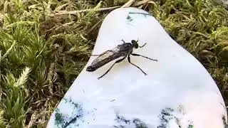 Im Zeichen der Bäume 🌳🪾🌲, der 💎Baumachat, diesmal mit tierischer Showeinlage 😅