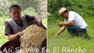 Atole De Grano Tradicional Asi Se Vive En El Rancho