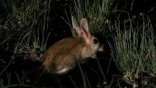 Siberian/Five toed Jerboa