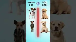 Street dog vs Pet dog compression video ❓#shortvideo #ytshorts #trending #shorts