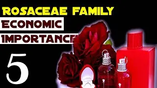 5 Economic Importance of Rosaceae Family.The ROSE Family Economic Benefits.BSC 2nd Year Family Notes