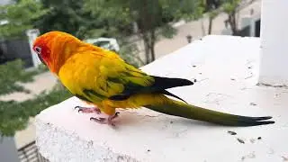 Happy weekend for Sun Conure Julie 