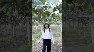 Nature-Grown Kiwis from China&rsquo;s Largest Orchard | Meet Dora in Zhouzhi, Shaanxi