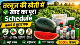 Tarbuj Fertilizer Schedule Jo Farmer Chhupate Hain 😱