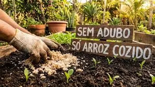Arroz Cozido ou Cru no Solo? — O Resultado em 48 Horas Me Assustou