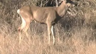 A Day in the Rut