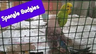 Spangle Budgies ଛୁଆ ବାହାରିଲା || Budgies Birds || Spangle Budgies Birds || Pets Vlog ||