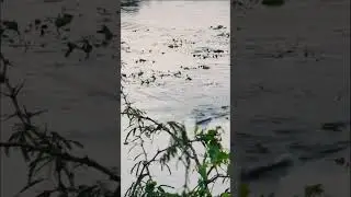 Snakehead Fishing Attack |Fishy Vicky vlogs | #trending #shortsfeed #shorts #shortsvideo