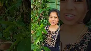 ಮೆಣಸಿನಕಾಯಿ The Spicy Truth About Bird's Eye Chilli Revealed kannadathi travel vlogs