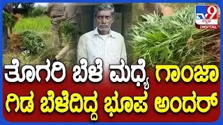 Doddaballapur : ಅಕ್ರಮವಾಗಿ ತೋಟದಲ್ಲಿ ಗಾಂಜಾ ಗಿಡಗಳನ್ನು ಬೆಳೆದಿದ್ದ ಕಿಲಾಡಿಯನ್ನು ಬಂಧಿಸಿದ ಪೊಲೀಸರು |#TV9D