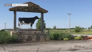 Witness claims undercover activist 'coerced' abuse at Fair Oaks Farms