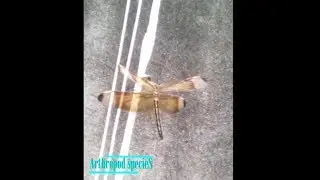 Insect Species - Odonata | Dragonfly (Epiprocta) | species #1