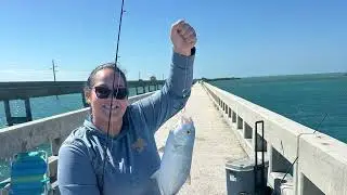 Capturas mi gente, yellow jack , Spanish macarela, mangrove snapper, yellow tail.#fishing