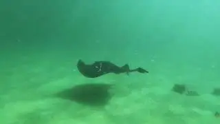 HUGE  Smooth Stingray (Short Stingray) at Point Perron, Western Australia - Dasyatis brevicaudata