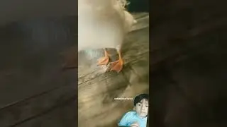duck moving different style with music #duck #birds #memes
