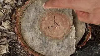 Secondary growth in Neem Tree - Practical study
