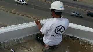 How to pigeon trap usually