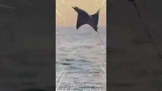 MANTAR4Y - FLY LIKE A BIRD / AMAZING / SHORTS