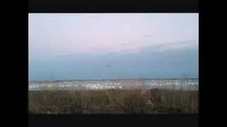 DELEVAN NWR SNOW GEESE
