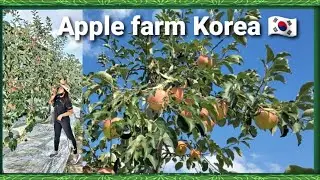 Live Stream... Fun fun apple Farm Korea 🇰🇷...APPLE OF MY EYE... with calm and relaxing music