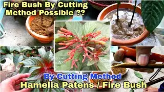 Grow Hamelia Patens or Firebush Plant By Cutting Method &bull; Botanist Ankit