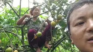 जापानीज हलुवाबेद टिपिन्दै 