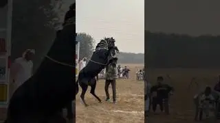 Horse Dance Training ##shorts​ #horse​ #animals​ #horselove​ #horsedance​ #trending​ #viral​ #new
