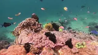 Diving Anilao Dec 2025